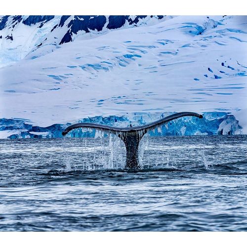 Humpback Baleen Whale Tail Chasing Krill blue Charlotte Bay-Antarctica